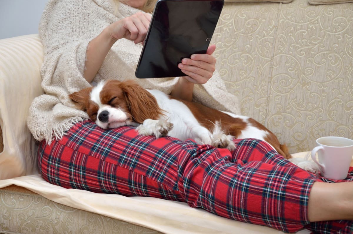 Woman in cozy home wear relaxing on sofa with a sleeping cavalier dog on her lap, holding tablet and reading; online accessibility concept
