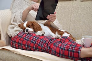 Woman in cozy home wear relaxing on sofa with a sleeping cavalier dog on her lap, holding tablet and reading